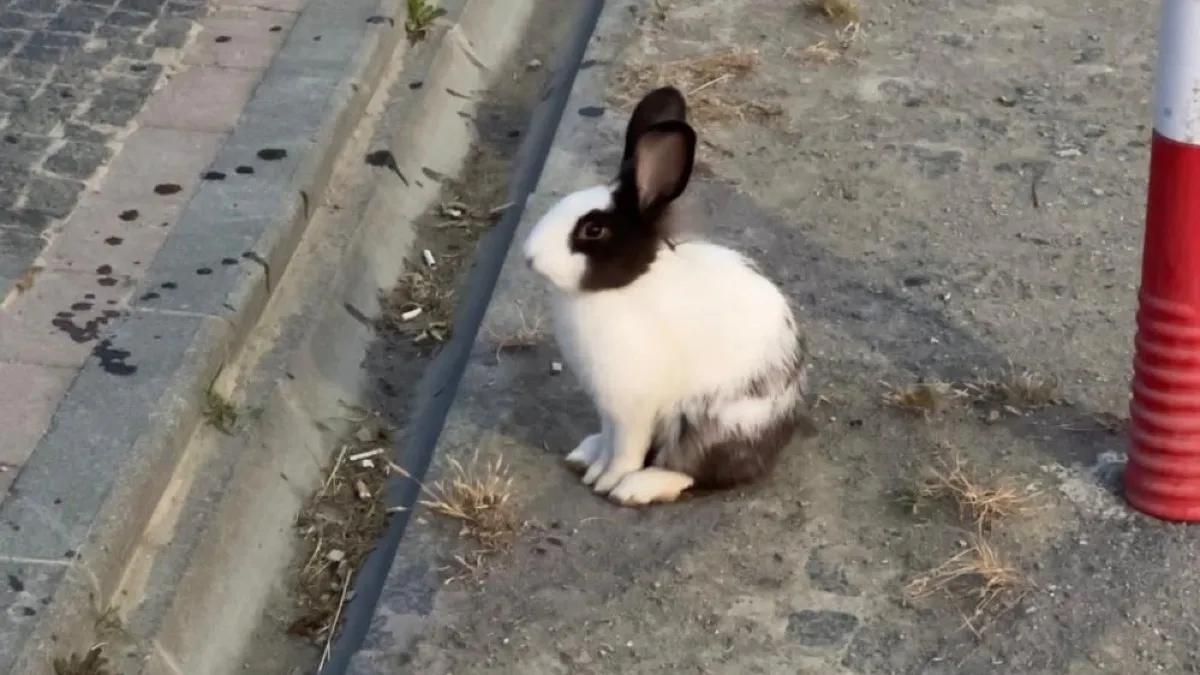 Samsun Atakum sahilinde tavşanlar dikkat çekti!