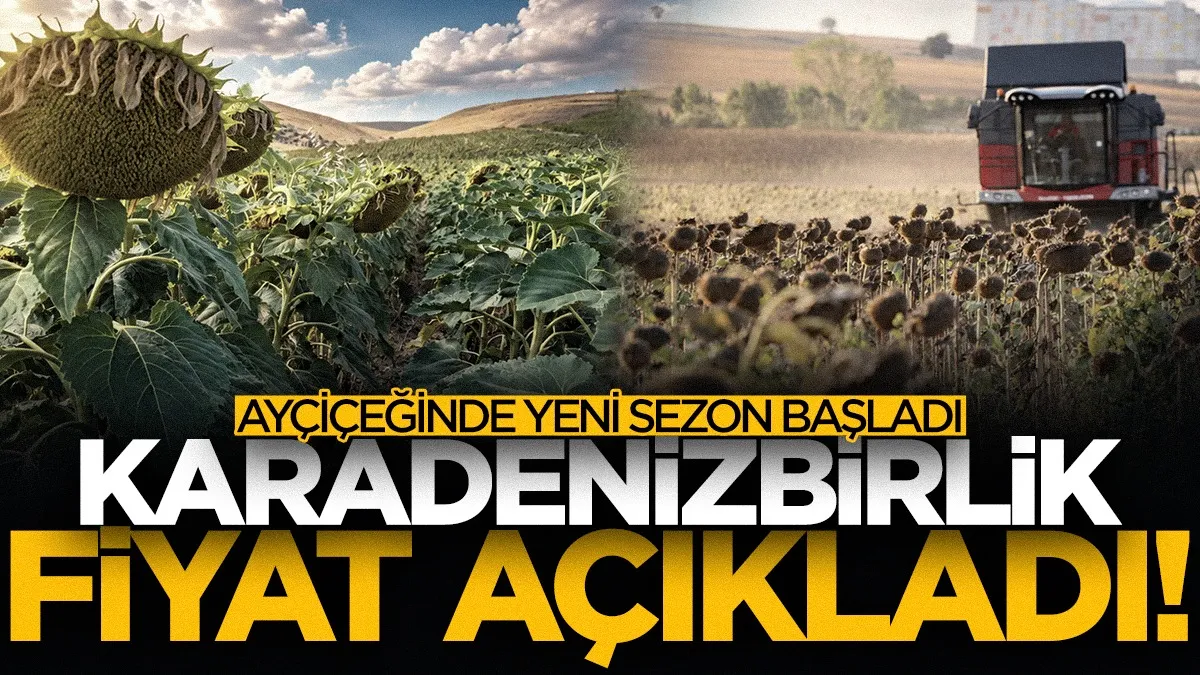 Samsun merkezli KARADENİZBİRLİK ayçiçeğinde yeni sezon fiyatını açıkladı
