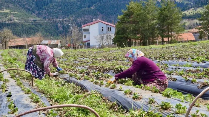 Samsun'da 14 bin 358 üreticiye destek