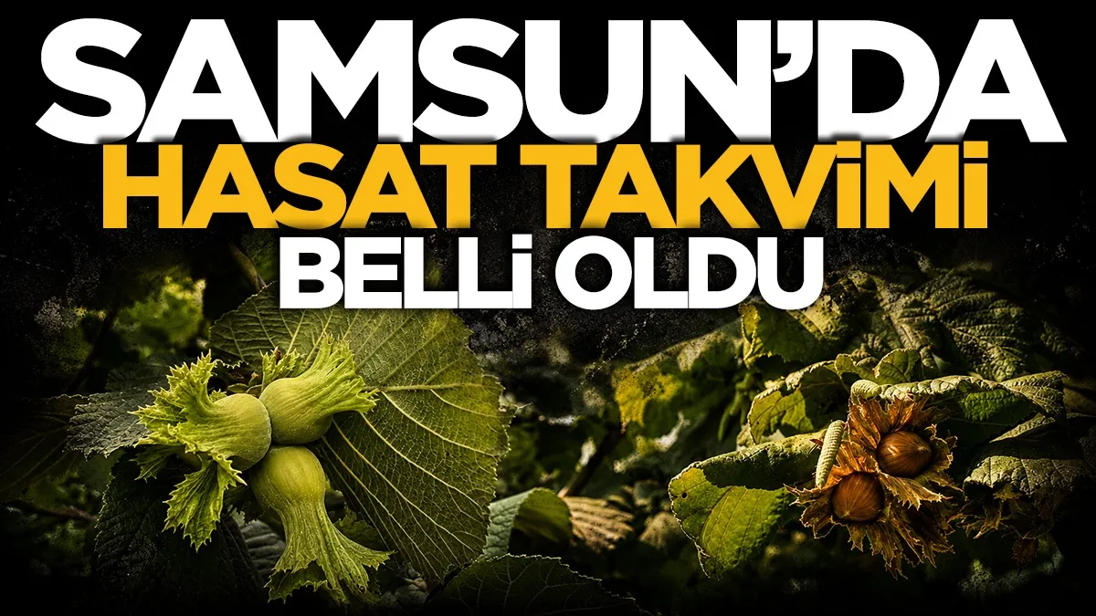 Samsun’da 2026 fındık hasat takvimi açıklandı