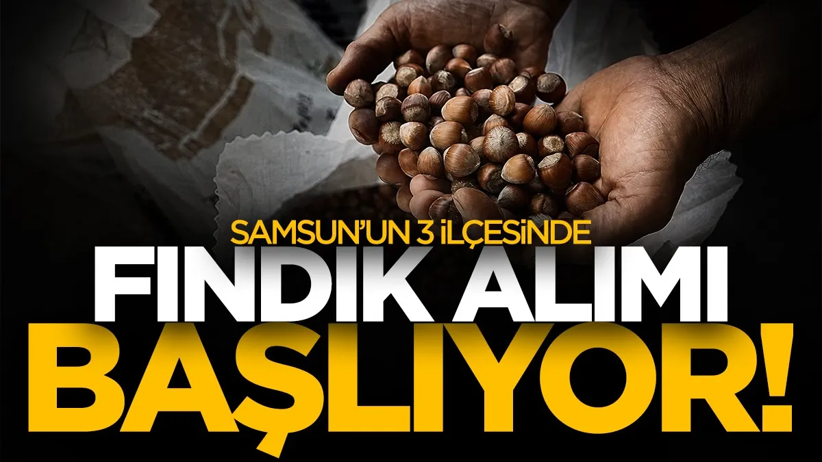 Samsun’da 3 ilçede fındık alımı başlıyor