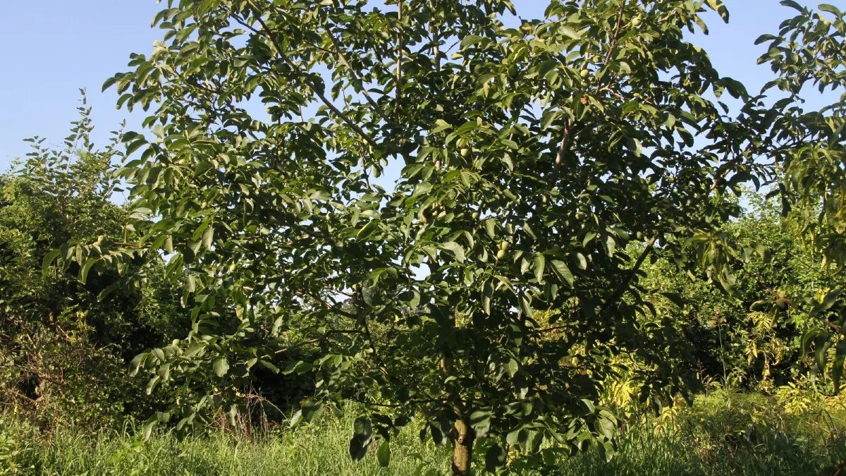 Samsun'da Amerikan tipi ceviz üretiminde artış