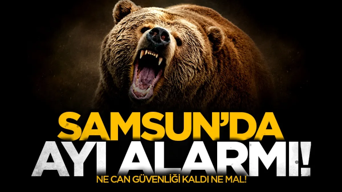 Samsun'da ayı alarmı: Üreticiler yetkililere seslendi