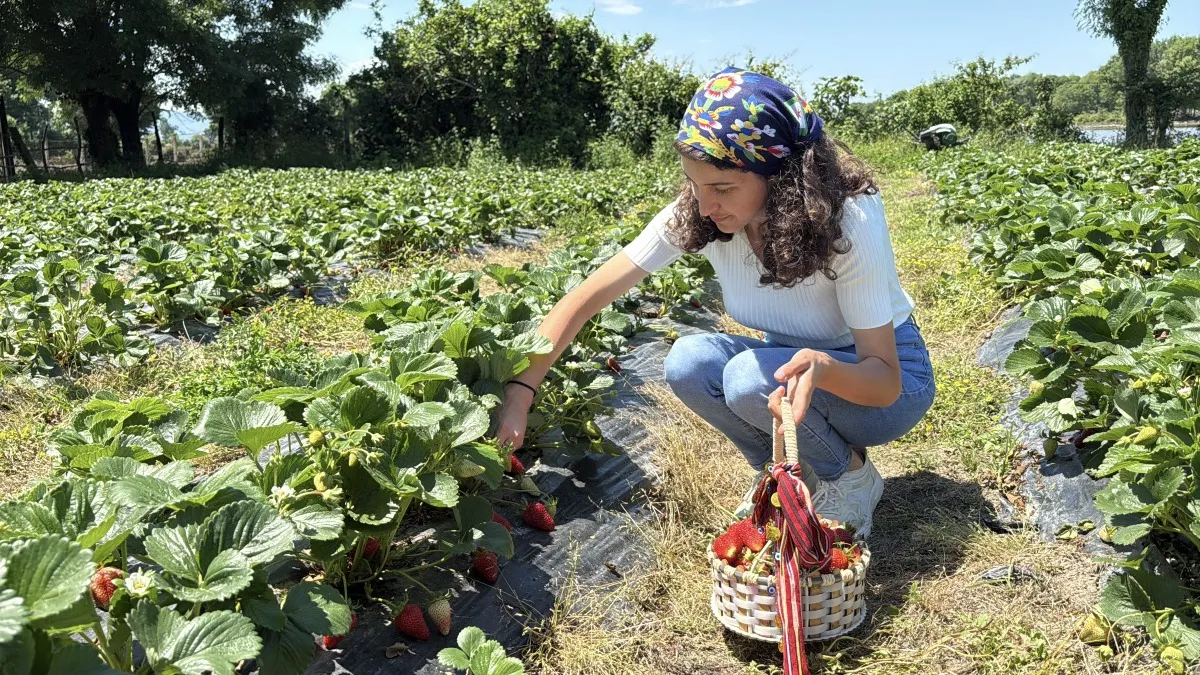 Samsun'da bankacılığı bıraktı, çiftçi oldu