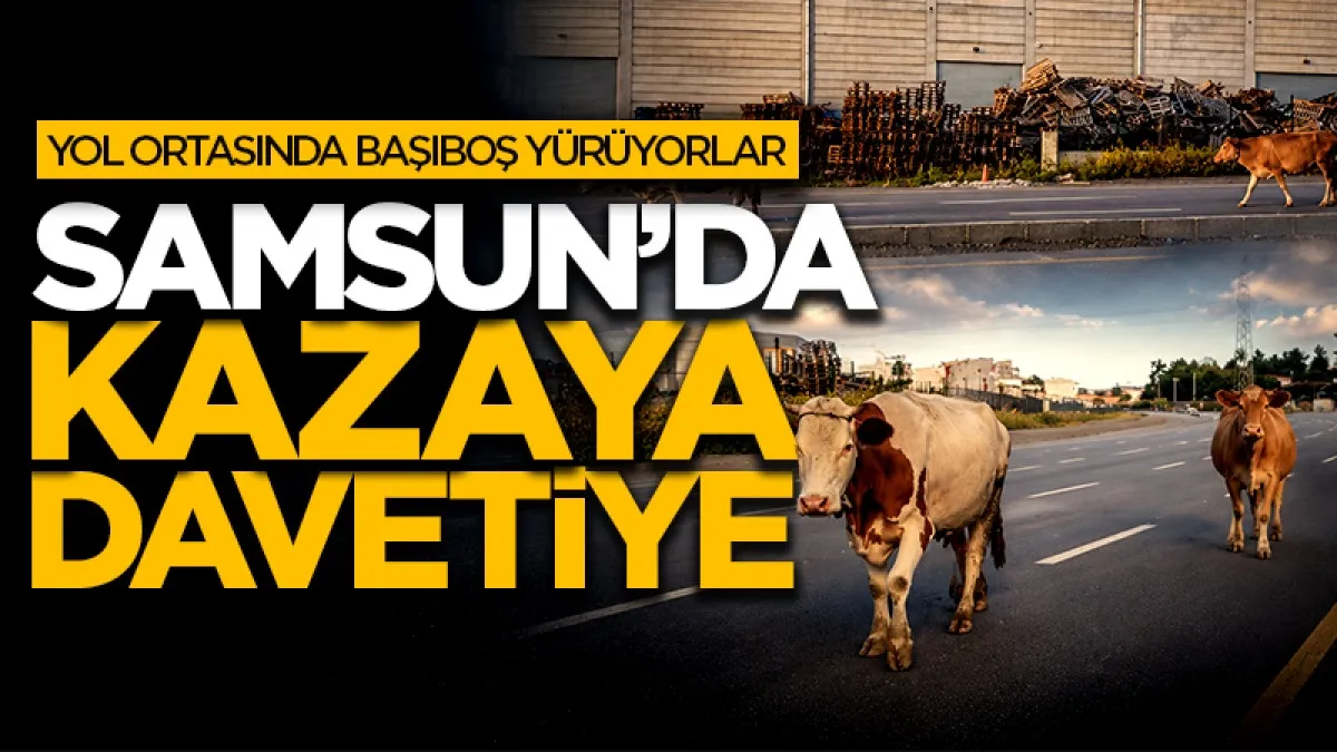 Samsun'da başıboş inek tehlikesi! Kazaya davetiye çıkartıyor