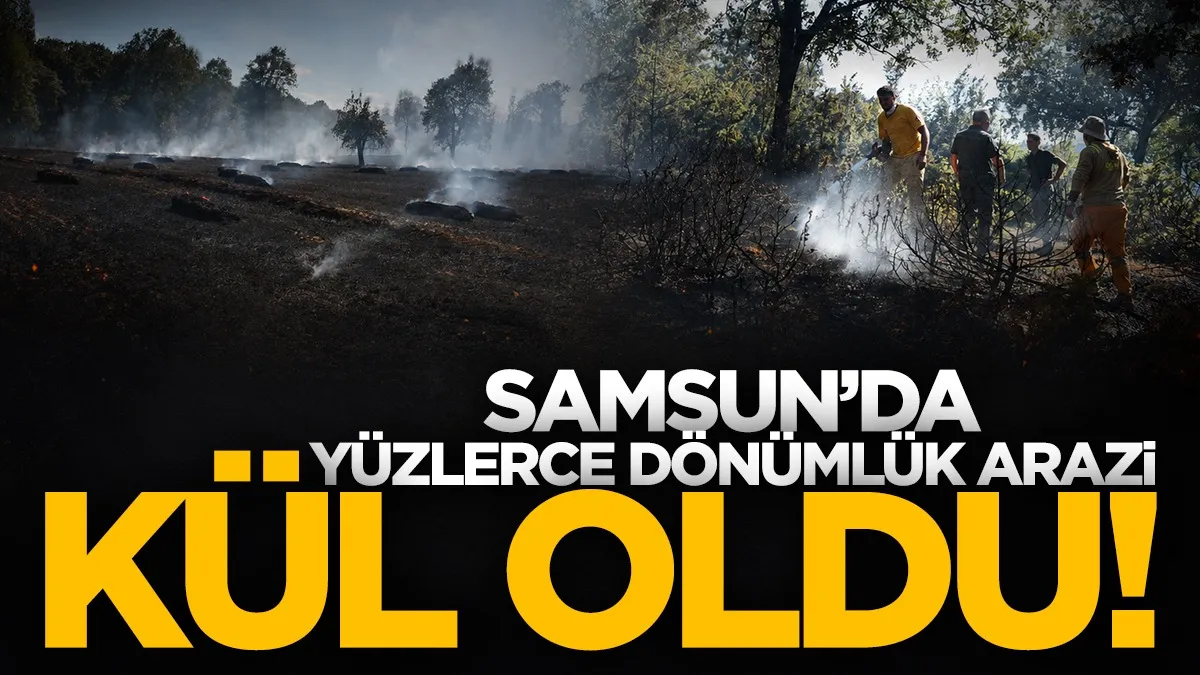 Samsun'da buğday tarlasında yangın: 300 dönüm alan kül oldu