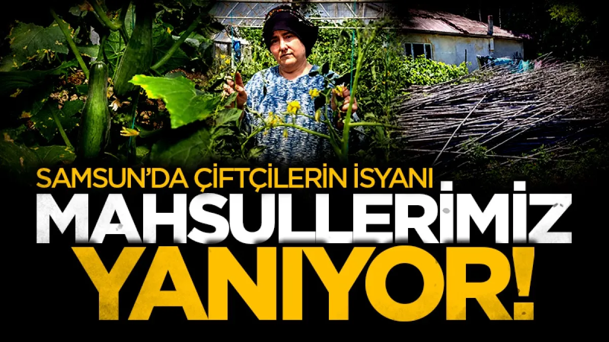 Samsun'da çiftçilerin İsyanı: "Gece yarısı dron uçurup mahsulümüzü yakıyorlar"