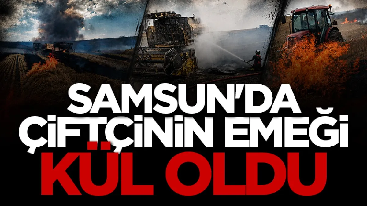 Samsun'da dev arazi alevlere teslim! Emekleri kül oldu...