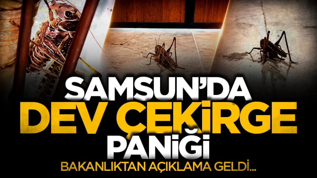 Samsun'da dev çekirge paniği! Görüntüler artıyor...