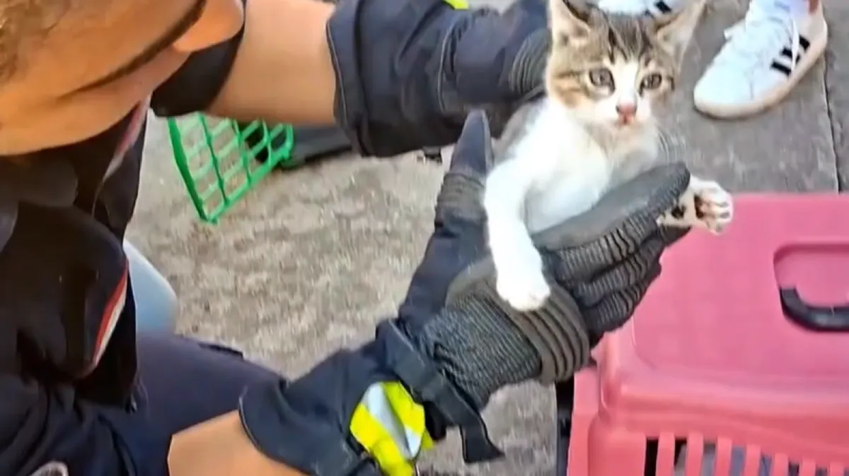 Samsun'da duvarın arasına sıkışan kedi yavrusu kurtarıldı