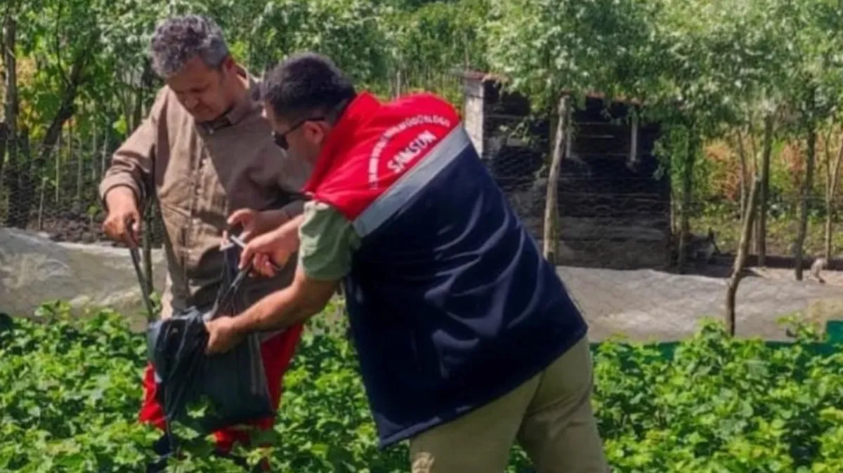 Samsun'da fidancılık işletmeleri mercek altında