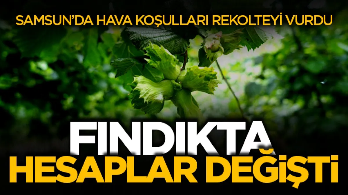 Samsun’da fındık fiyatı çağrısı: En az 300 TL olmalı