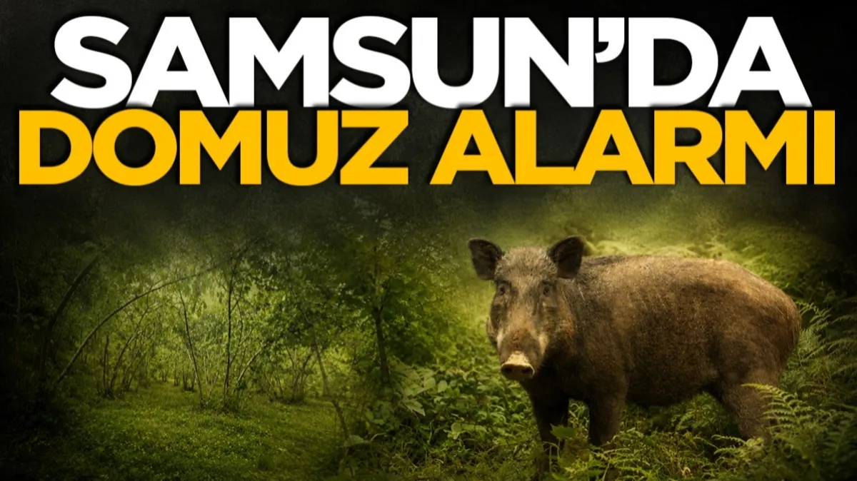 Samsun'da fındık sezonu öncesi domuz alarmı: Avcılar harekete geçti