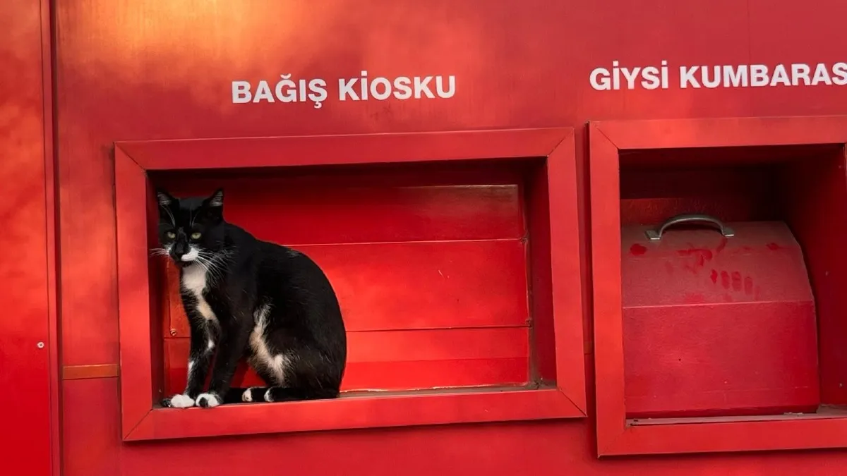 Samsun'da günün en sevimli karesi! Objektiflere böyle yakalandı