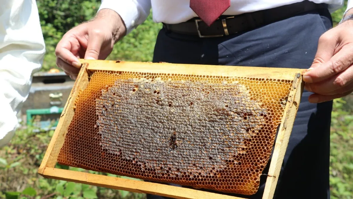 Samsun'da kestane balında hasat başladı
