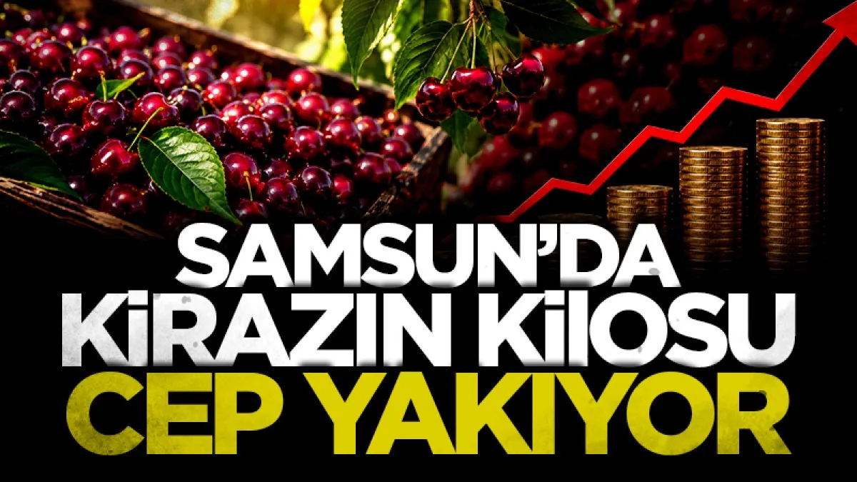 Samsun'da kirazın kilosu cep yakıyor!