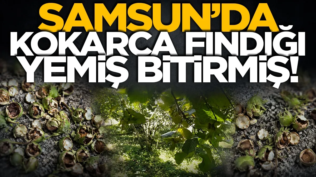 Samsun'da kokarca fındığı yemiş bitirmiş!