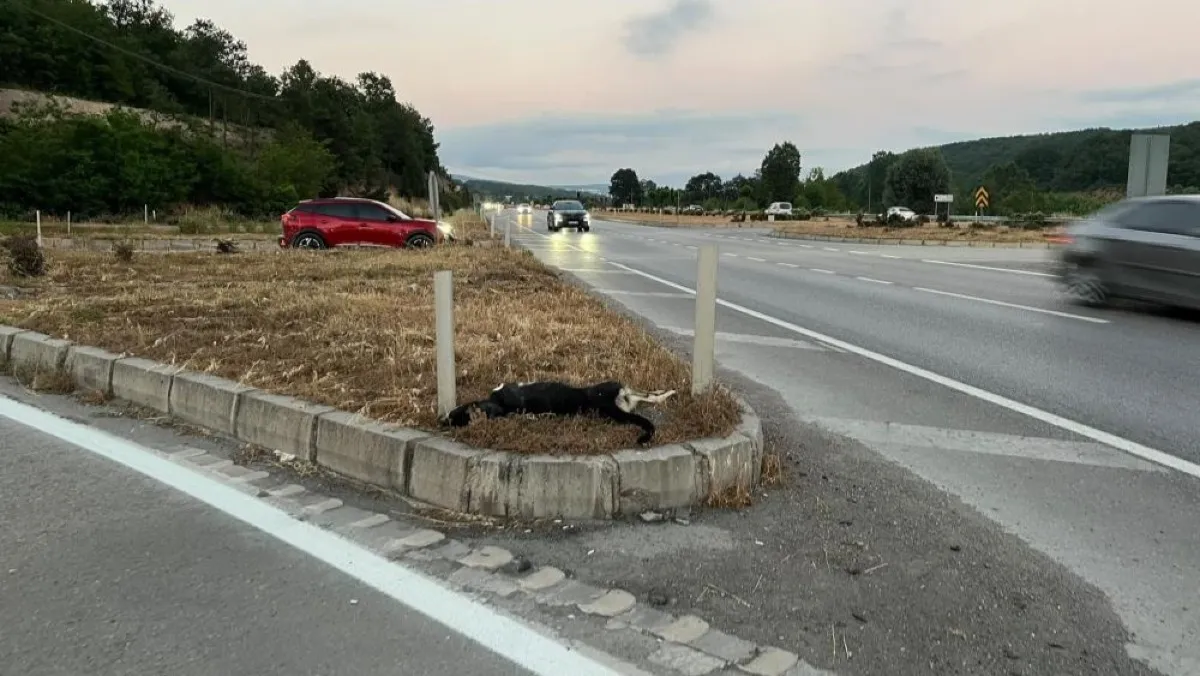Samsun'da köpeğe çarpan motosikletteki iki kişi yaralandı