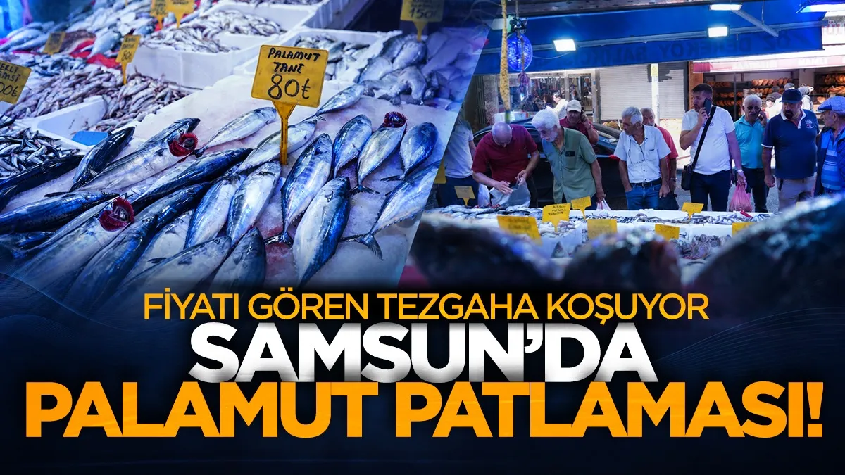 Samsun’da palamut patlaması! Fiyatı gören tezgaha koşuyor