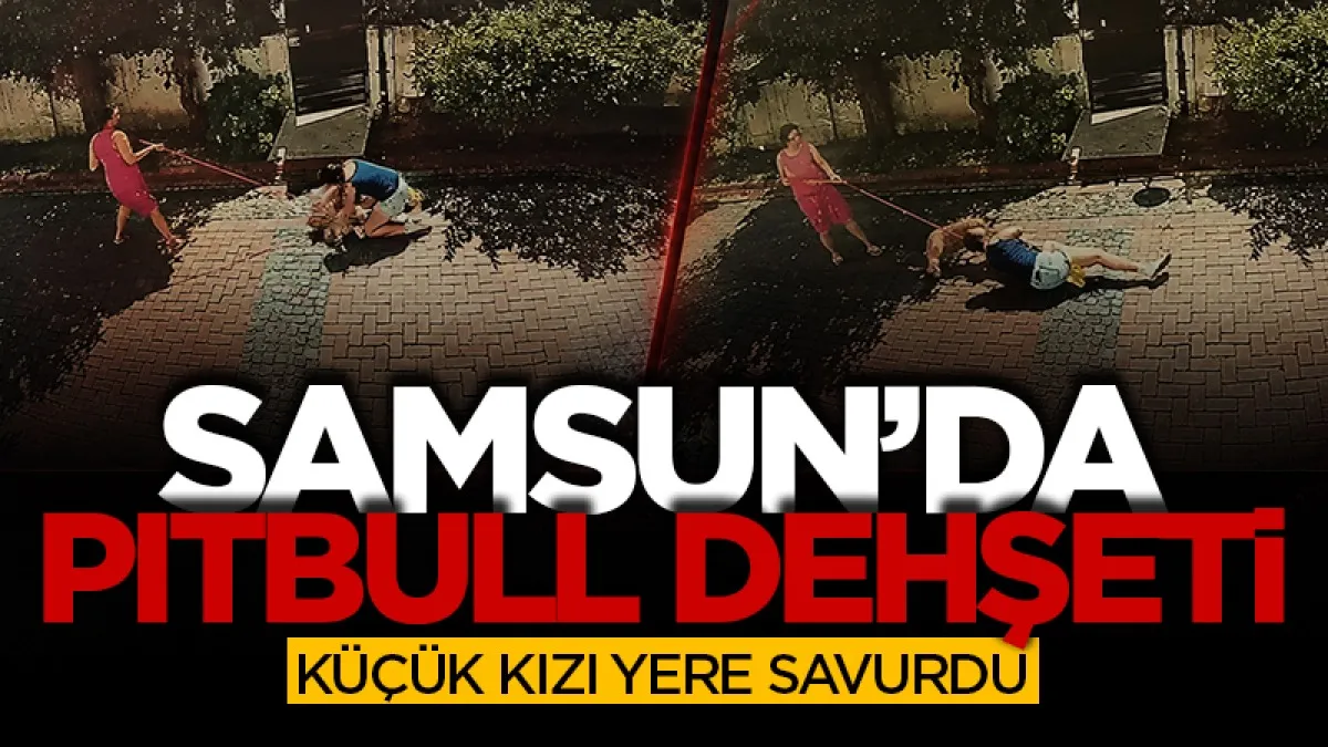 Samsun'da pitbull dehşeti: Küçük kızı yere savurdu
