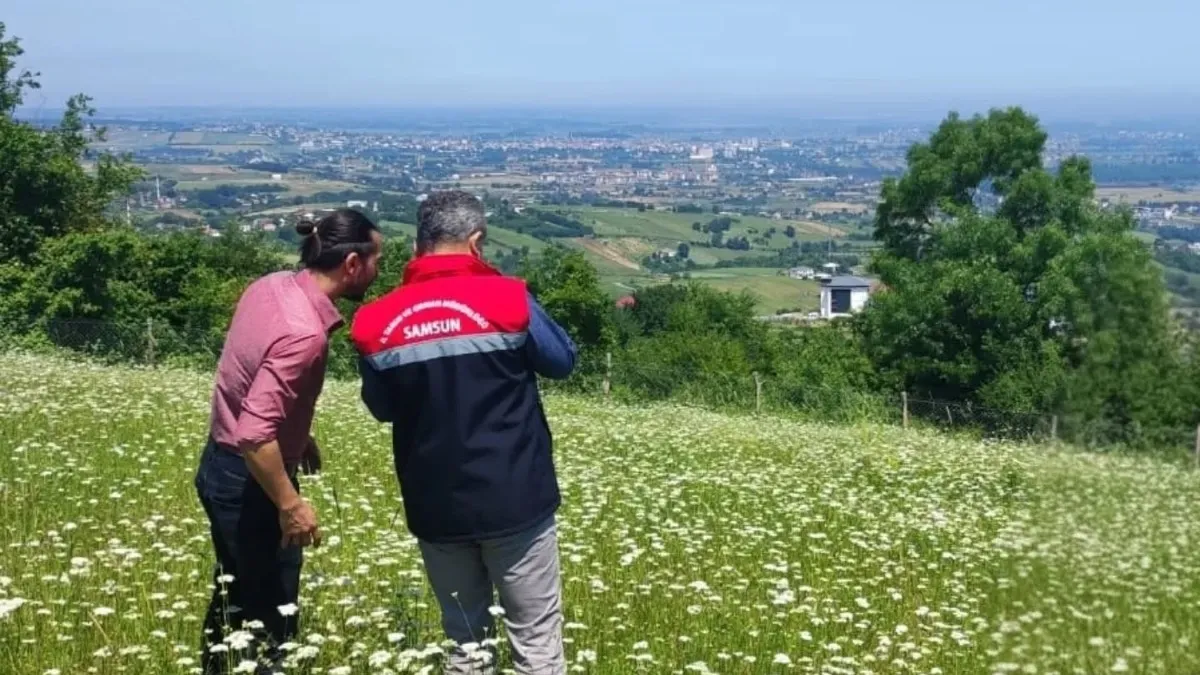 Samsun'da salep üretim alanlarında denetim: 165 üreticiyle 55 tonluk üretim