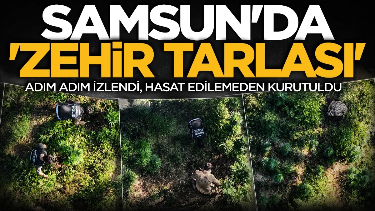 Samsun’da uyuşturucu operasyonu: Yüzlerce kök kenevir ele geçirildi