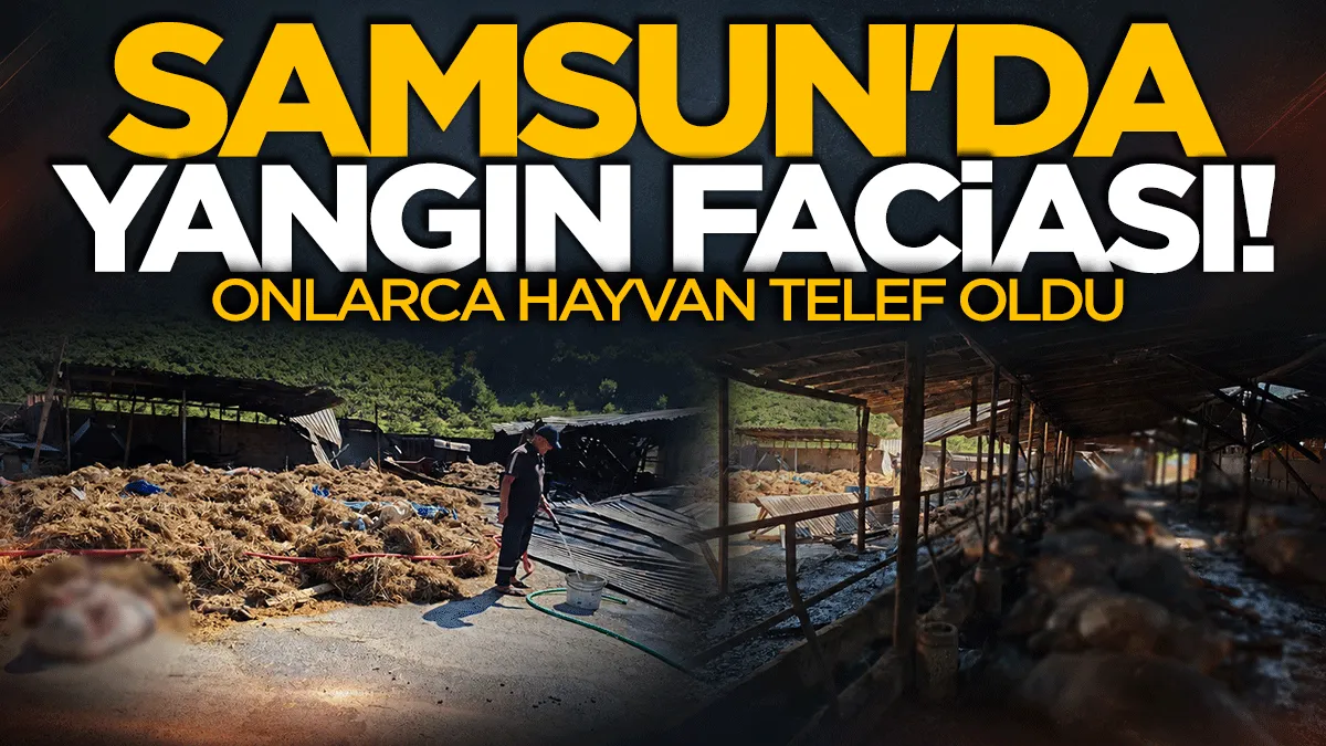 Samsun'da yangın faciası: Onlarca hayvan telef oldu