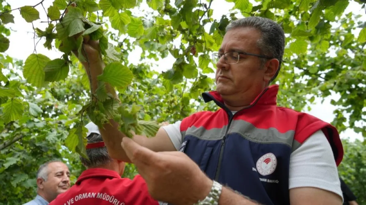 Samsun’un 13 ilçesinde fındık bahçeleri incelendi