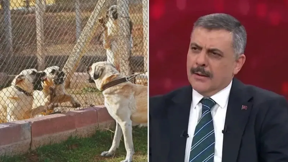 Türkiye genelinde sahipsiz hayvan çalışmasında yeni rakam açıklandı