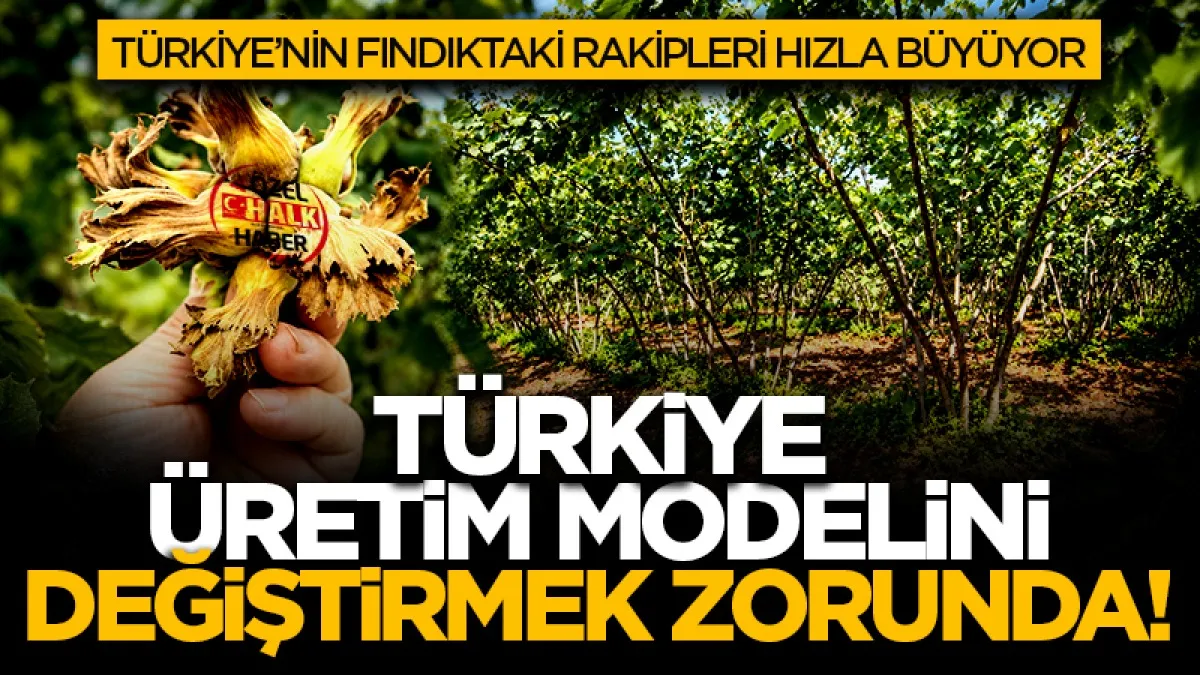 Türkiye'nin fındıktaki rakipleri hızla büyüyor: Türkiye üretim modelini değiştirmek zorunda!