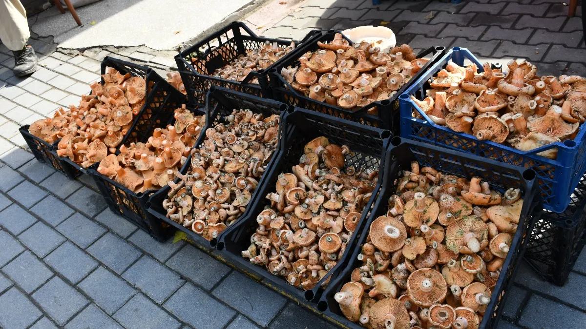 Vezirköprü'de kanlıca mantarı tezgahlarda: Kilosu 350 TL'ye çıktı