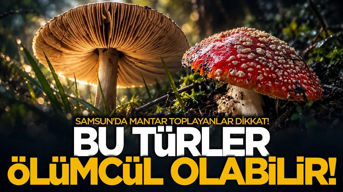 Samsun'da mantar toplayanlar dikkat: Bu türler ölümcül olabilir