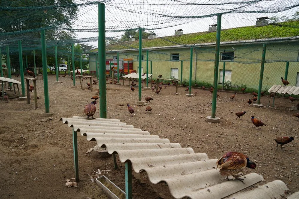 Samsun'da fındığın düşmanına karşı sülünlü mücadele
