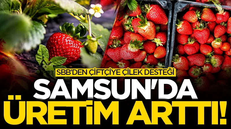Samsun'da çilek üretimi yaygınlaşıyor! Bahçeler farklı hayat hikayelerine kapı aralıyor