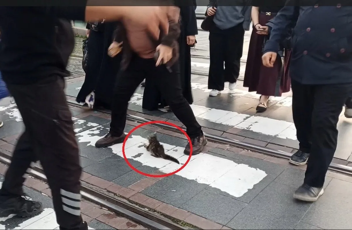 Samsun'da tramvayın altında kalan yavru kedi mucize gibi kurtuldu!