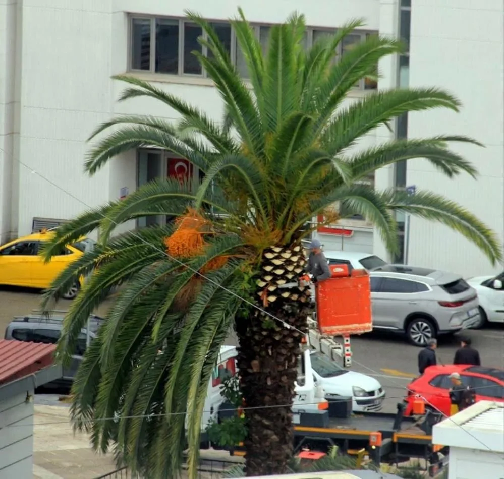 Samsun'da Büyükşehirden sonbahar-kış hazırlığı