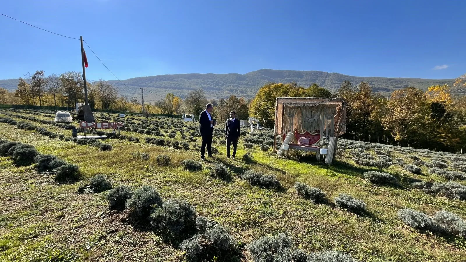 Samsun'da kadın üreticiden örnek girişim! Kavak'ta lavanta yetiştiriyor