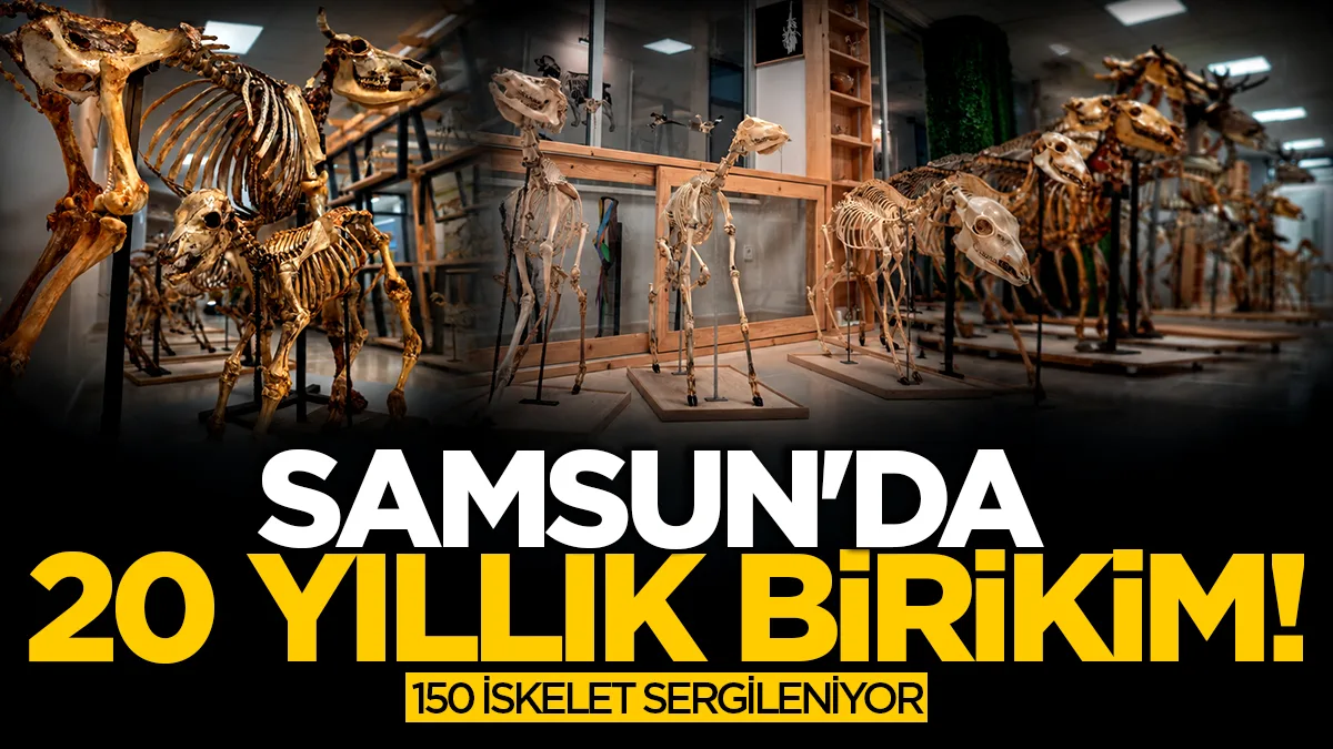 Samsun'da 20 yıllık birikim! 150 hayvan iskeleti eğitim için sergileniyor