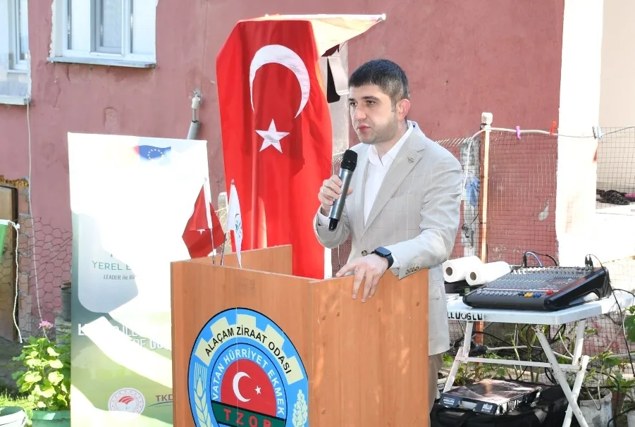 Samsun'da zeytin hasadı yapıldı