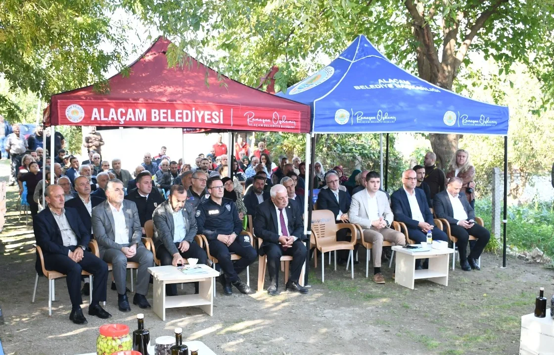 Samsun'da zeytin hasadı yapıldı