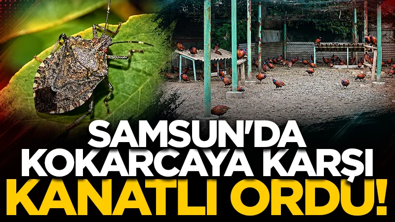 Samsun'da fındığın düşmanına karşı sülünlü mücadele