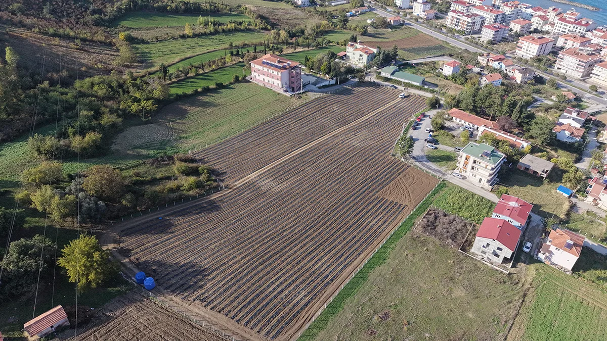 Samsun'da iki kadın girişimci o meyveyi yetiştiriyor!