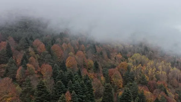Samsun'daki Kızlan Yaylası sonbahar renklerine büründü