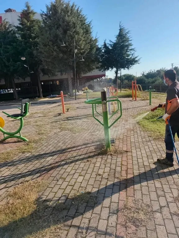 19 Mayıs Belediyesinden kahverengi kokarcaya karşı mücadele sürüyor