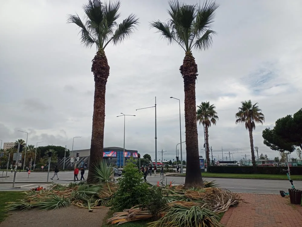 Samsun'da Büyükşehirden sonbahar-kış hazırlığı