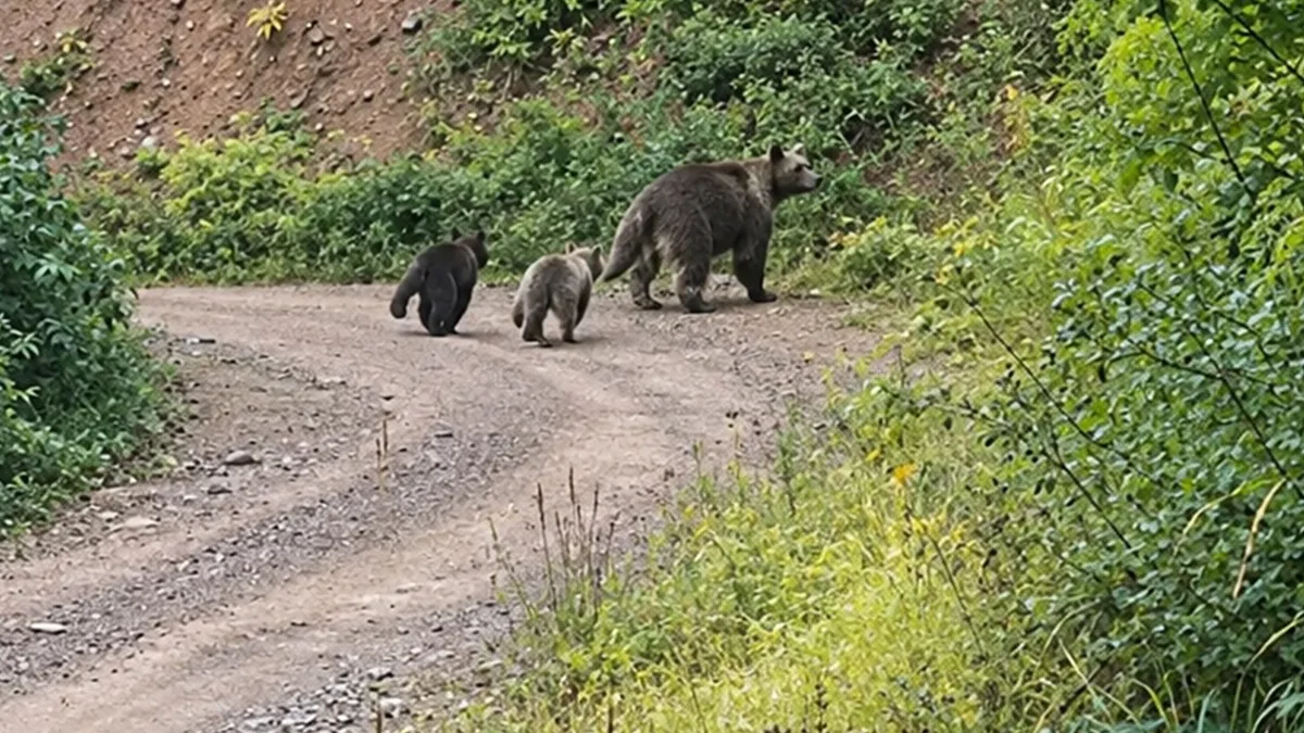 Kastamonu'da iki yavrusuyla görüntülendi: Bozayı ailesi kamerada