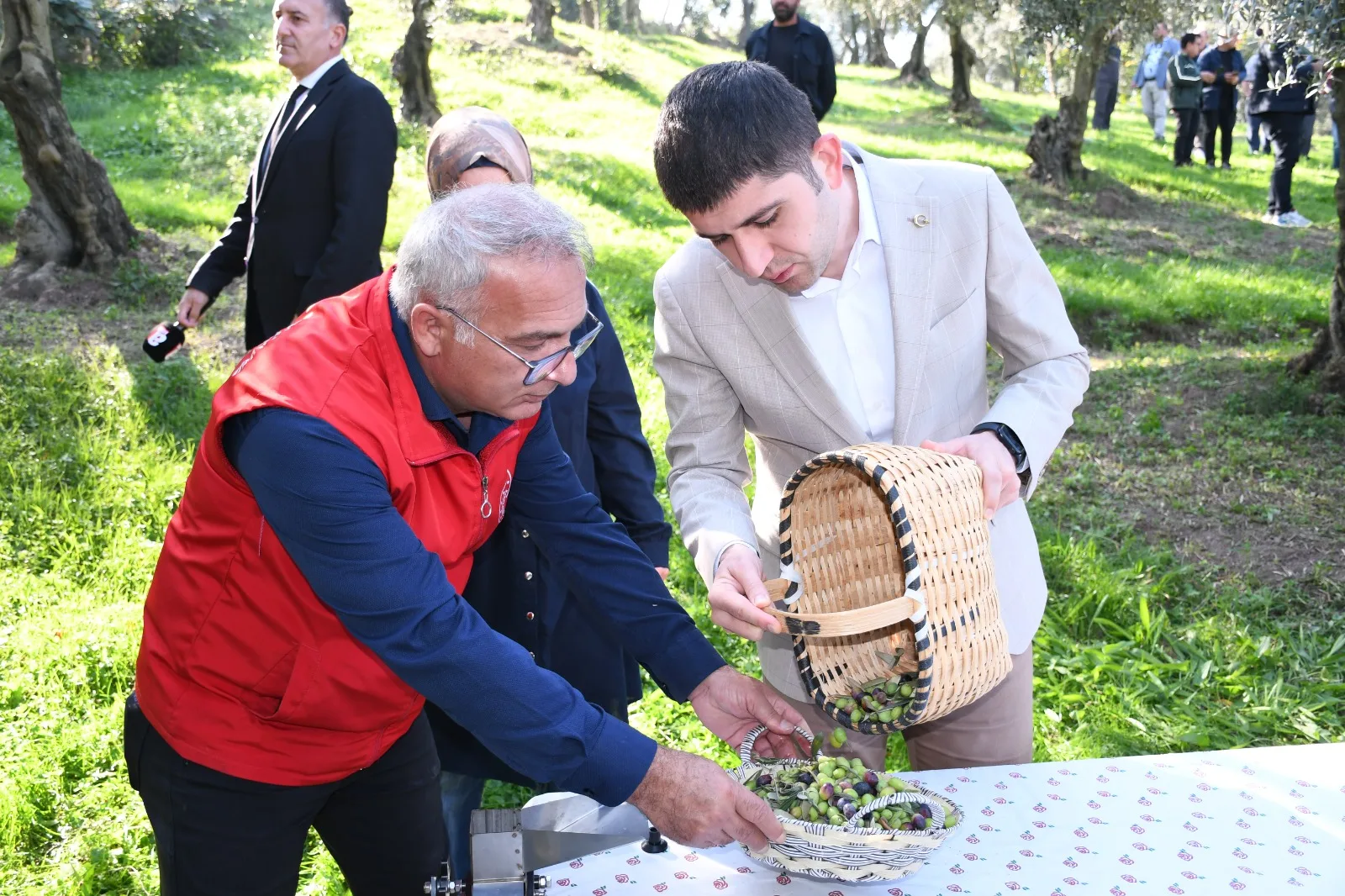Samsun'da zeytin hasadı yapıldı
