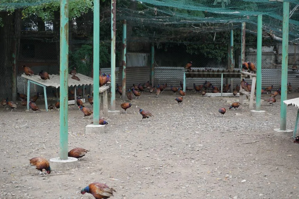 Samsun'da fındığın düşmanına karşı sülünlü mücadele