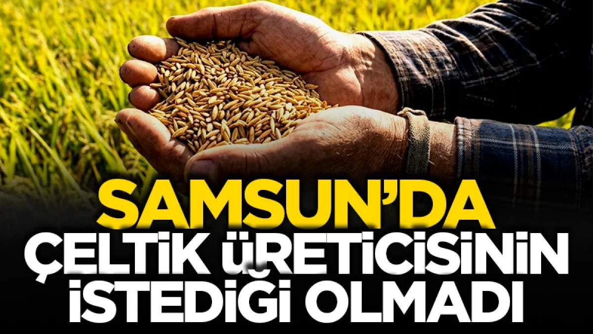 Samsun'da çeltik üreticisinin istediği olmadı! TMO'dan maliyet altı fiyat!